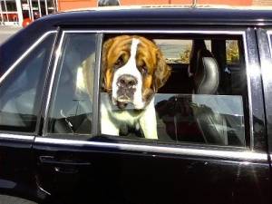 Is locking a pet in the car animal abuse? Is locking a pet in the car animal abuse?