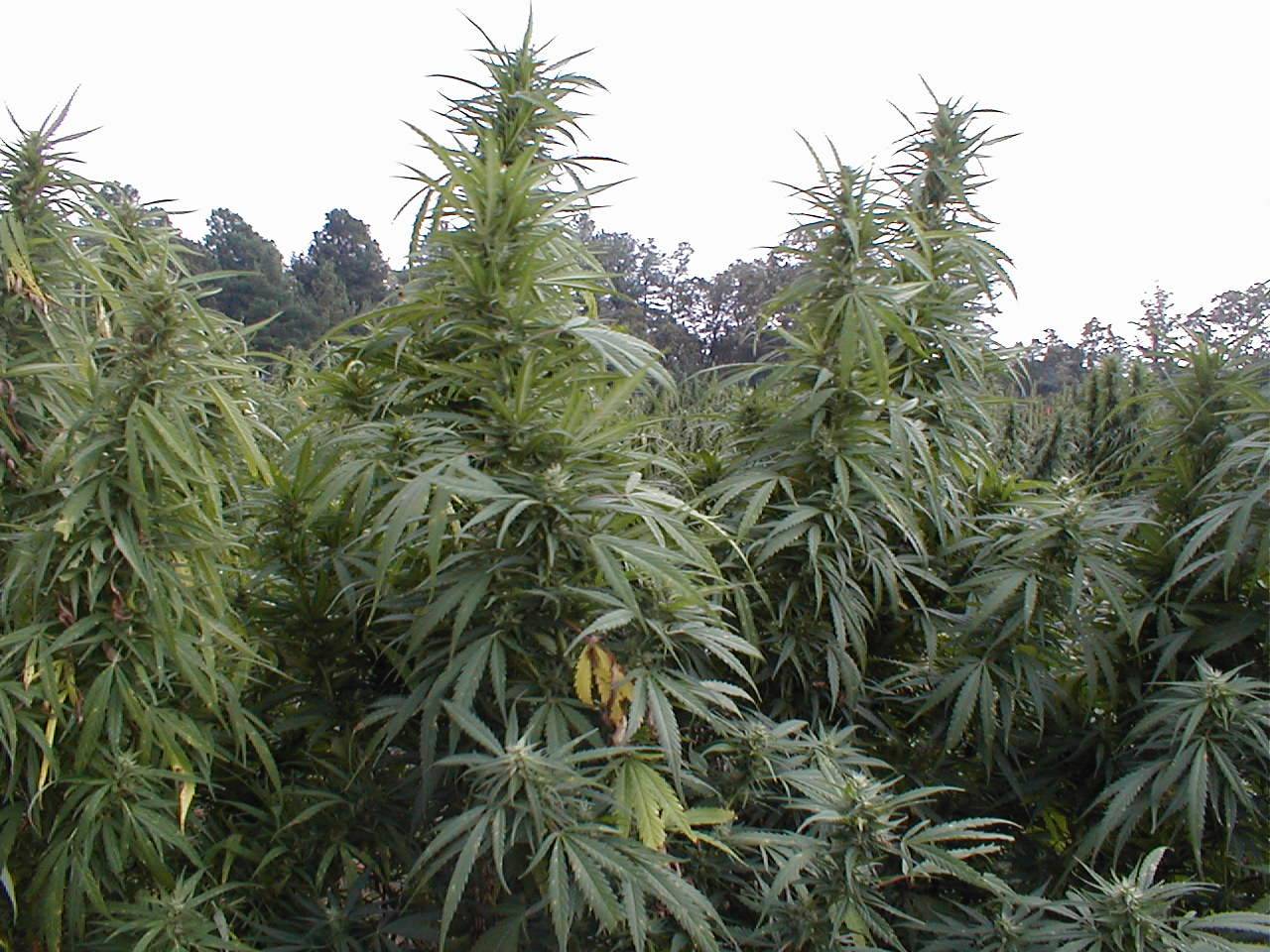 21 USC 841 federal drug manufacturing - marijuana
