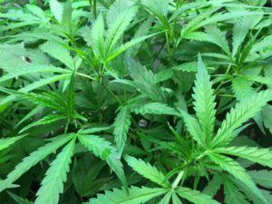 Smoking Marijuana